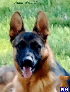 Sherman-RanchGSD Picture 1
